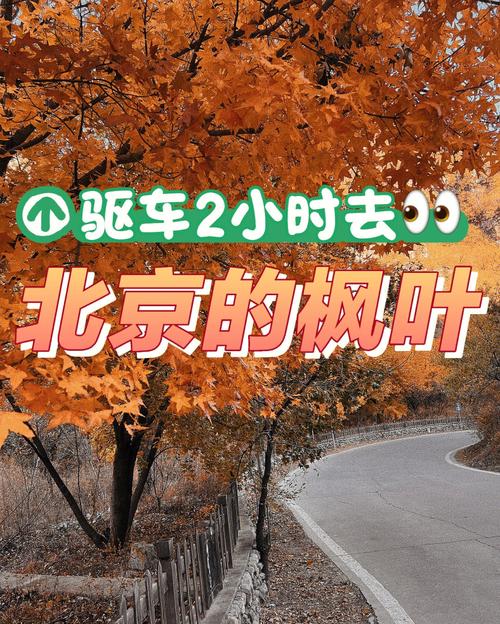 枫叶勇者计划激发创意,共享百万奖金的灵感盛宴 枫叶勇者计划激发创意,共享百万奖金的灵感盛宴