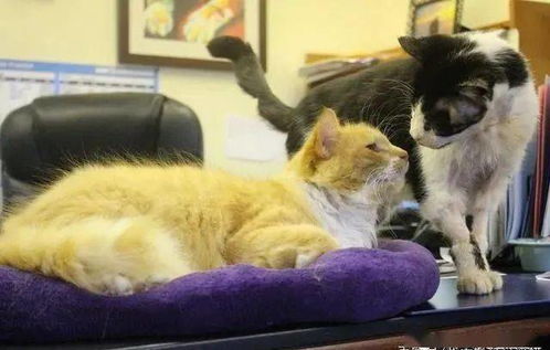 猫咪链游编织虚拟与真实的纽带,携手社区千万用户共筑流浪猫的温暖家园 猫咪链游编织虚拟与真实的纽带,携手社区千万用户共筑流浪猫的温暖家园