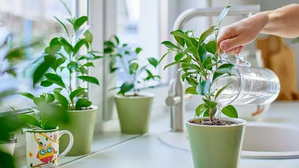 专家的冰块浇水技巧使室内植物一年四季都能存活 专家的冰块浇水技巧使室内植物一年四季都能存活