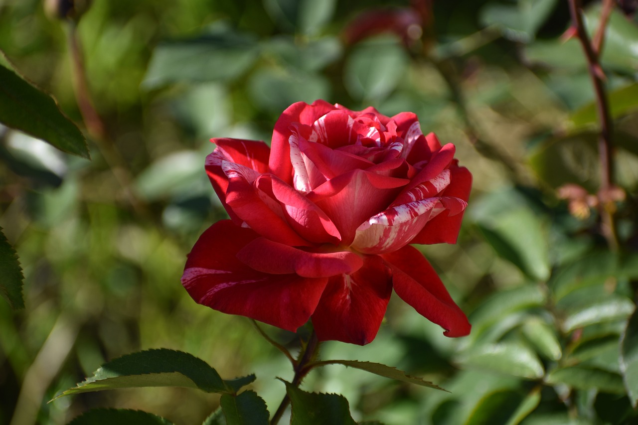 手游背景故事,花语仙踪——绿肥红瘦的神秘之花 手游背景故事,花语仙踪——绿肥红瘦的神秘之花
