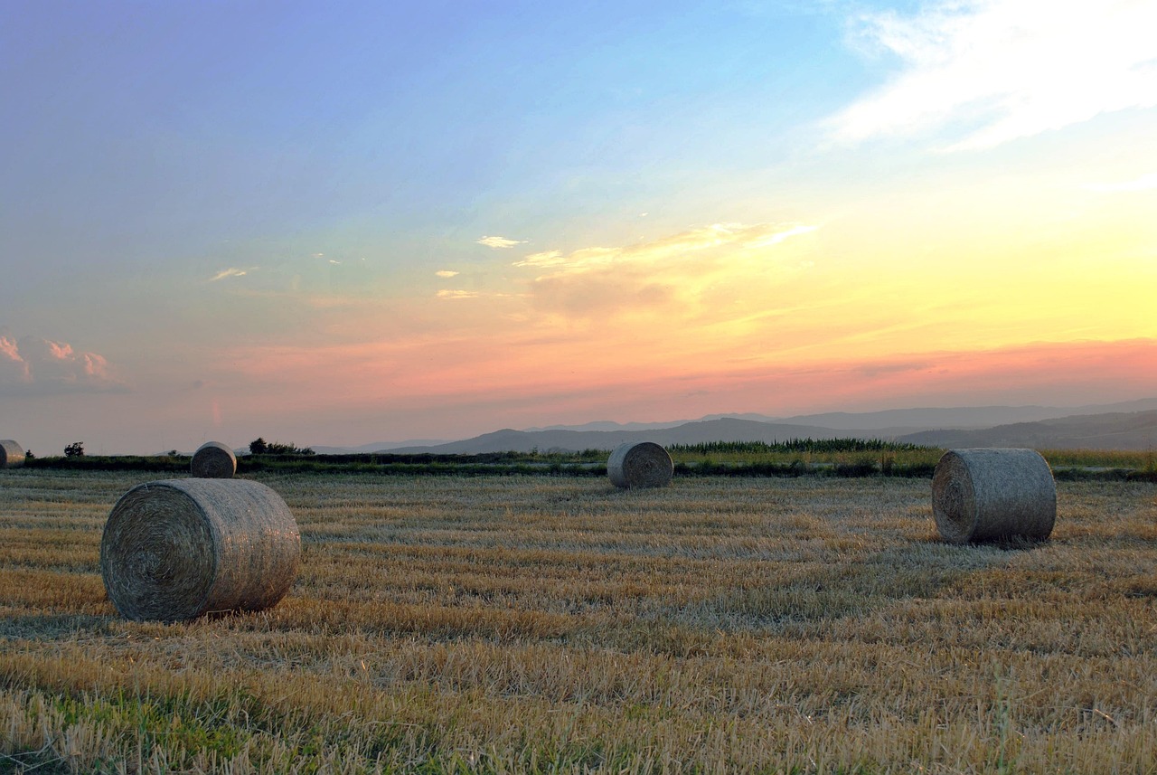 墨西哥农场游戏攻略，解锁家庭农场黄金时代！