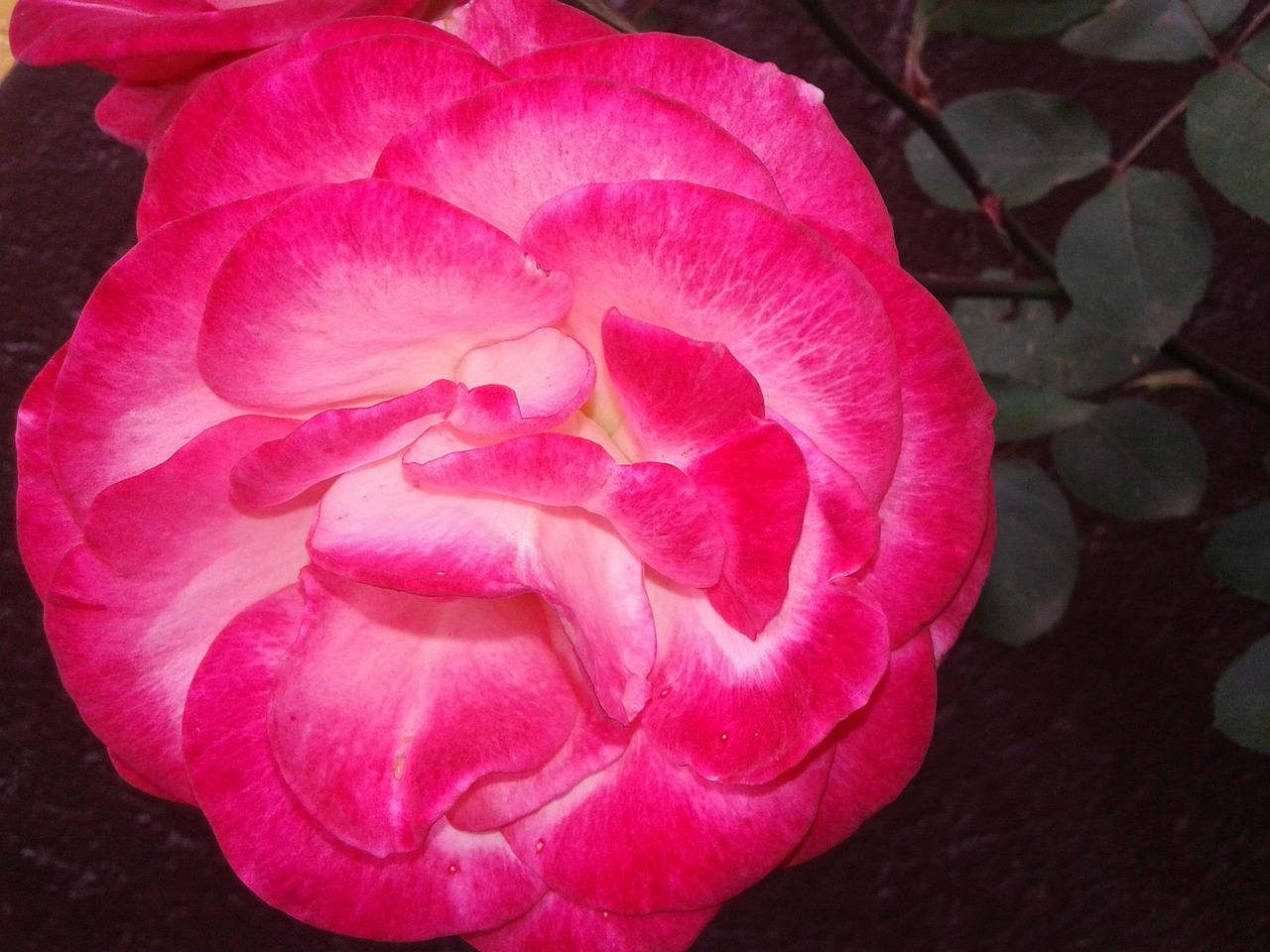 种玫瑰花游戏，是否值得一试？——揭开其背后的赚钱密码